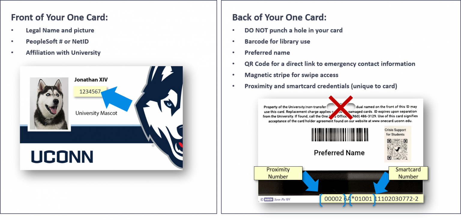 how to find uconn student id
